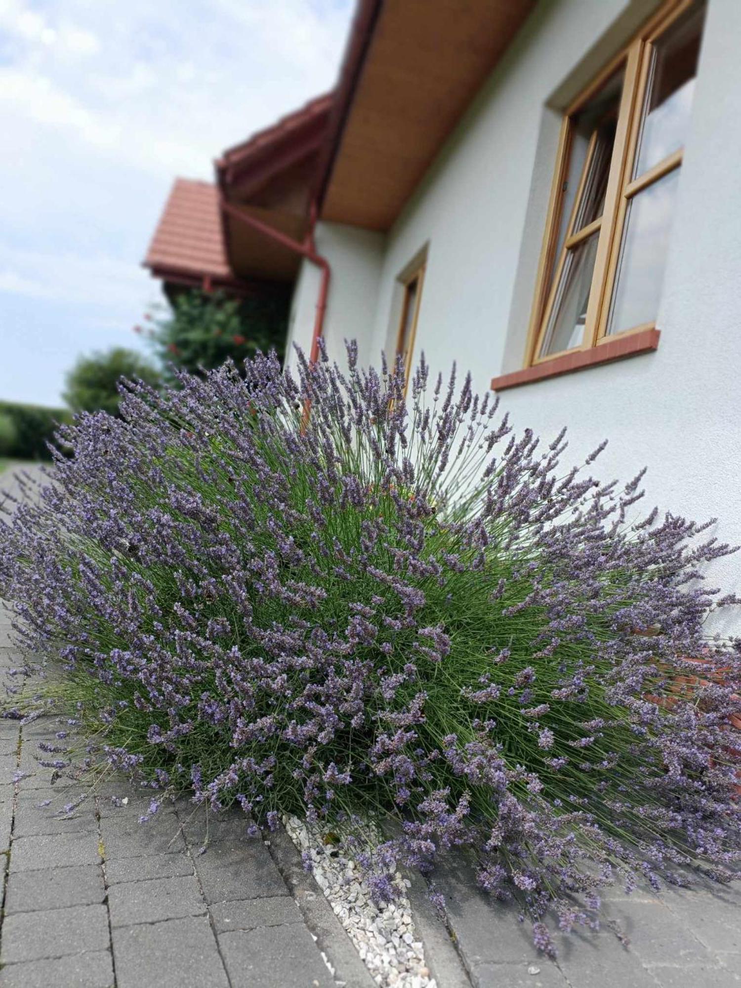 Noclegi "Koniadow" Solina  Extérieur photo